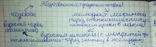 Склади схему життєвого циклу аскариди людської