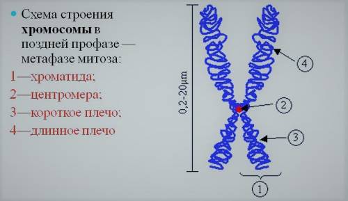 Какова морфология хромосом на стадии их максимальной компакт займи и спирализации?