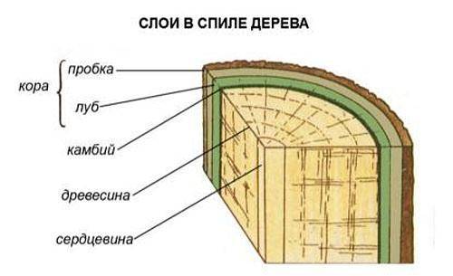 Қабық пен камбийдің құрылысы мен қызметін сипаттаңыз.