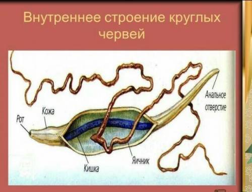 Внутреннее строение круглых червей,таблица