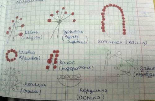 Охарактеризовать не менее 5 растений по следующему плану: тип соцветия, схема соцветия, пример расте