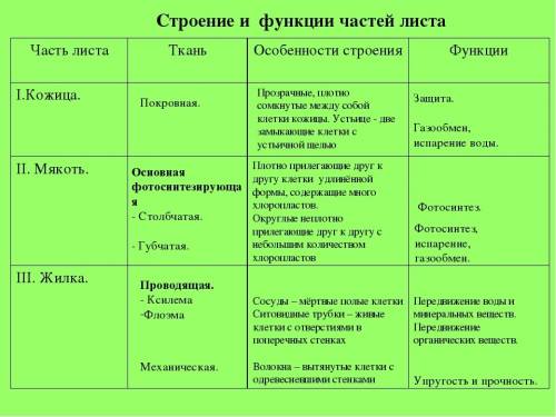 Заполнить таблицу : 1) часть листа (кожица, мякоть листа, устице, желки), 2) ткань (если есть), 3) о