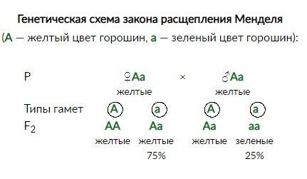 Какие типы гамет гороха были использованы менделем