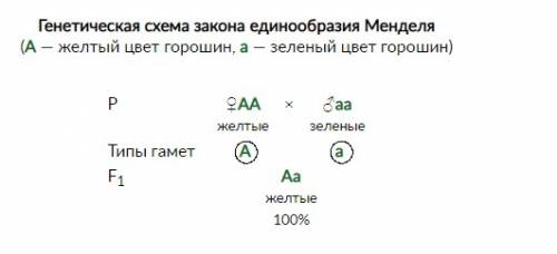 Какие типы гамет гороха были использованы менделем