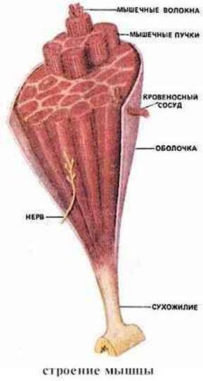 Функции следующих частей + фото мышци: 1)мышечное волокно состоящие из миофибрилл 2)пучки мышечных в