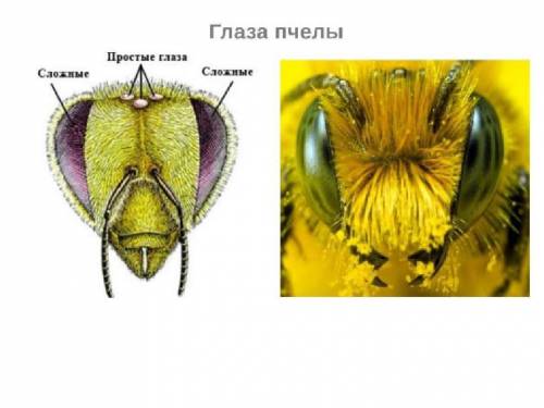 Сообщение по биологии 7 класс про пчёл