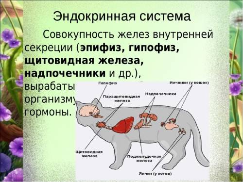 1. дайте определения органам растений: корень, стебель, побег, лист, луб и древесина. 2. примеры вид