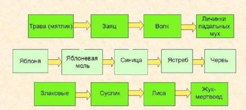 3примера цепей питания 3 примера цепей выедания 3 примера паразатических цепей