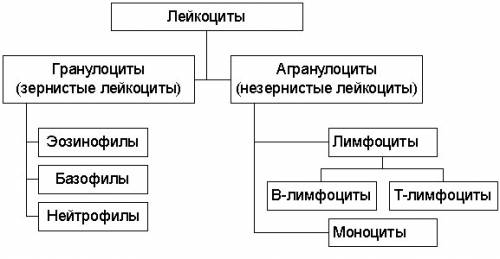 Опишите функции разных видов лейкоцитов