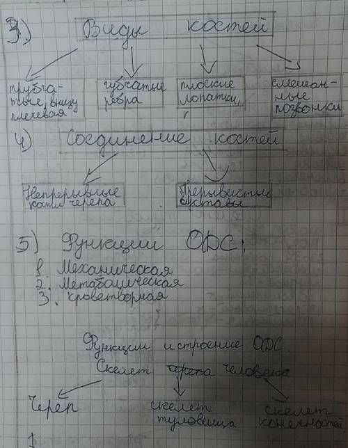 Опорной двигательная система (желательно кратко)