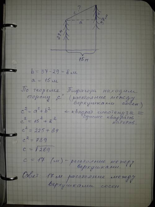 Нужно..в 15 метрах одна от другой растут две сосны. высота одной 37 метров, а другой - 29 метров. на