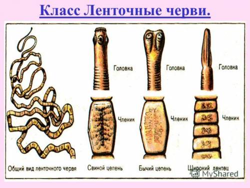 Билет № 5 1.тип плоские черви. питание. дыхание. выделение. нервная система. размножение. классы и и