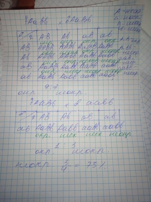 За окраску кокона у тутового шелкопряда отвечают два гена. при скрещивании между собой дигетерозигот