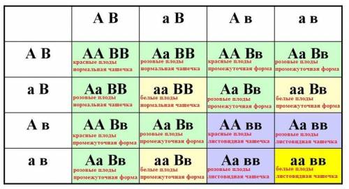 Усуниць плоди можуть бути червоними (а),білими(а),або рожевими (аа),а чашечка -нормальною (b),листко