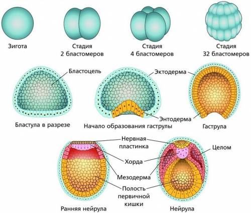 Как называется структура , которая образовалась в результате впячивания внутрь первичной полости тел