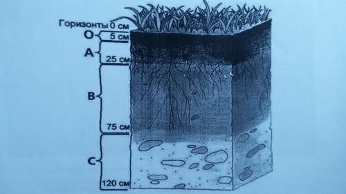 B. представьте строение данного типа почвы (почьвенные слои) в графической форме. почва каштановая