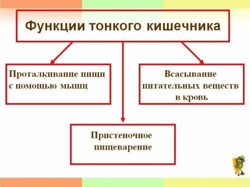 1. органы пищеварительного тракта. 2. что и под влиянием чего происходит в ротовой полости? 3. где и