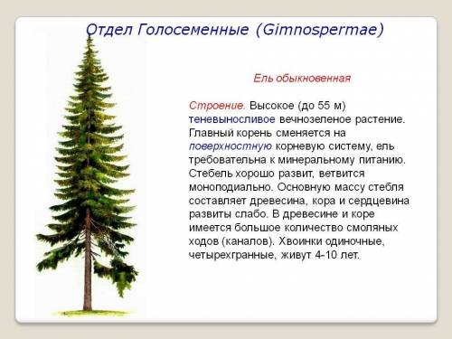 Хелп, ! обращение к любому голосеменному растению,в котором выразить свои чувства, сделать комплимен