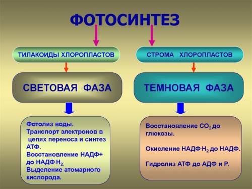 Назовите процесс, происходящий в клетках автотрофов, в результате которого осуществляется свщя земл