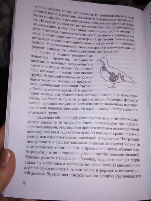 Доклад на тему пищеварительная и выделительная система