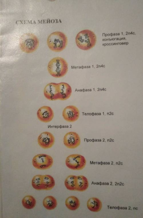Установите последовательность процессов, происходящих в ходе мейоза.