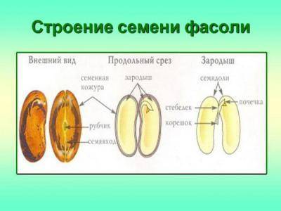 Действия наблюдения, рисунки, выводы 1. рассмотрим внешнее строение семени фасоли 2.попробуйте снять