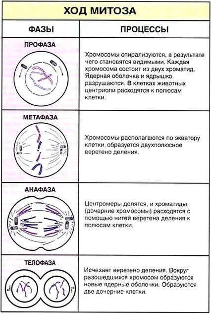 Перечислите типы деления, дать определение (одно). 2 биологическое значения полового размножения. 3.