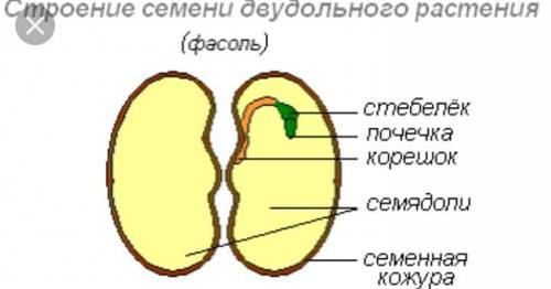 Изобразите схематично строение семени двудольных растений и подпишите основные их части p.s. не док