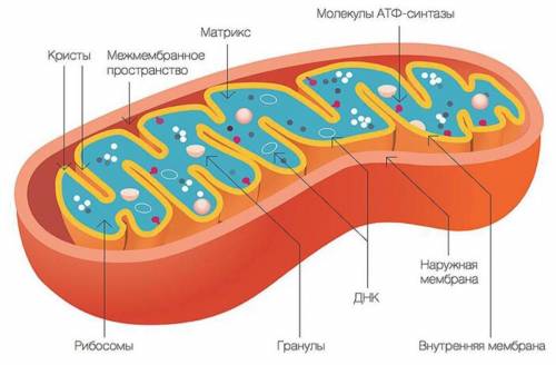 Как называются складки, образуемые митохондриями для увеличения площади энергетического обмена?