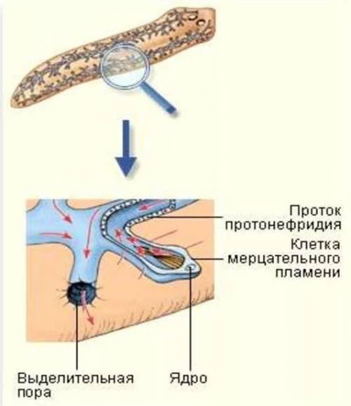 Как устроена выделительная система планарии? ​