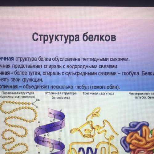 2) как называют молекулы белков? 3) чем отличаются белки по составу элементов? 4) что является моном