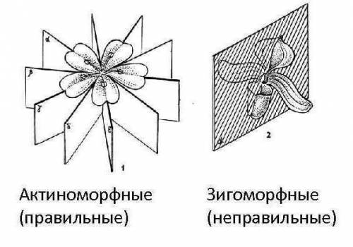 Укаких растений цветки правильные? а) фасоль б) роза в) тюльпан г) львиный зев д) картофель