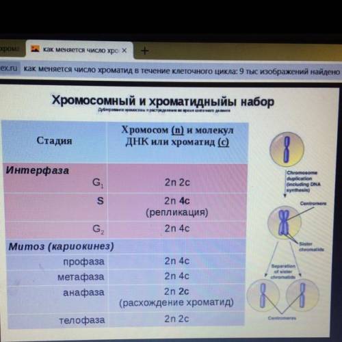 Как меняется число хроматид в течение клеточного цикла? ​