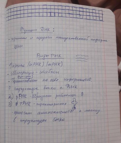 Структура и деление клеток днк и рнк​