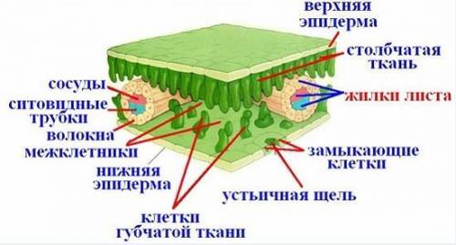 Лабораторная работа по биологии строение листа 6 класс​