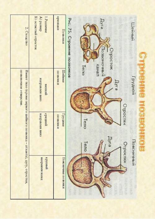 Выявить черты сходства и различия грудного позвонка с другими позвонками