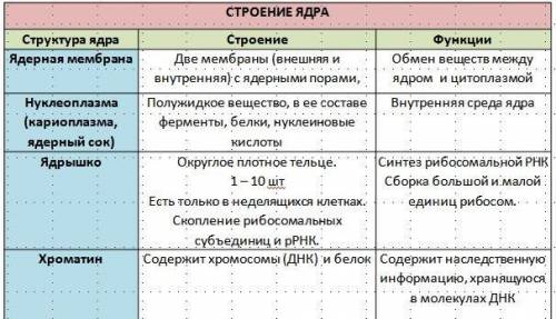 Вопрос 1. опишите строение ядра эукариотической клетки.вопрос 2. что такое ядрышко? как вы считаете,