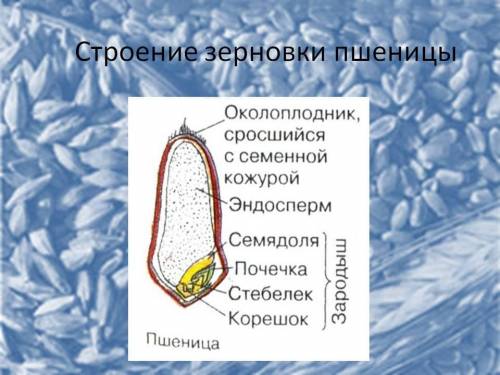 Зарисуйте зерновку пшеницы и подпиши названия ее частей