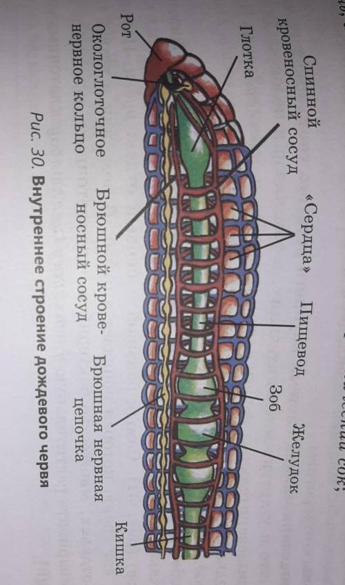 Лабораторная работа. внутреннее строение дождевого червя.1) зарисовать2) обозначить на рисунки все о