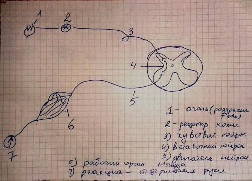 Назовите части рефлекторной дуги!