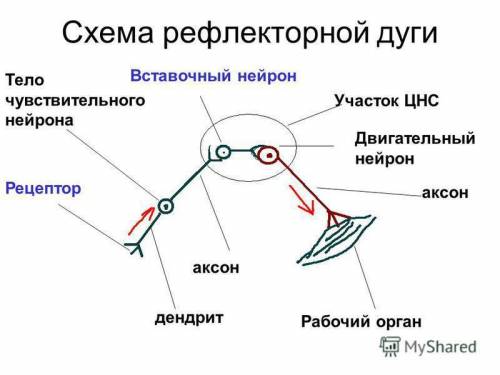 Назовите части рефлекторной дуги!