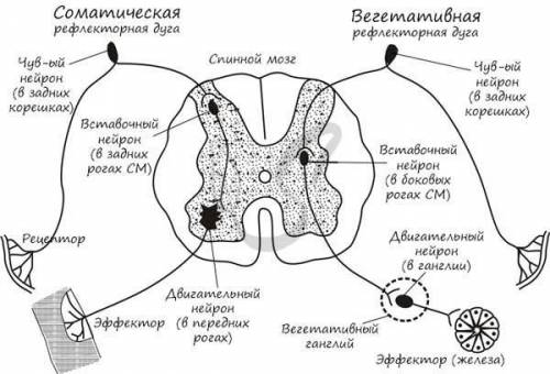 Назовите части рефлекторной дуги!