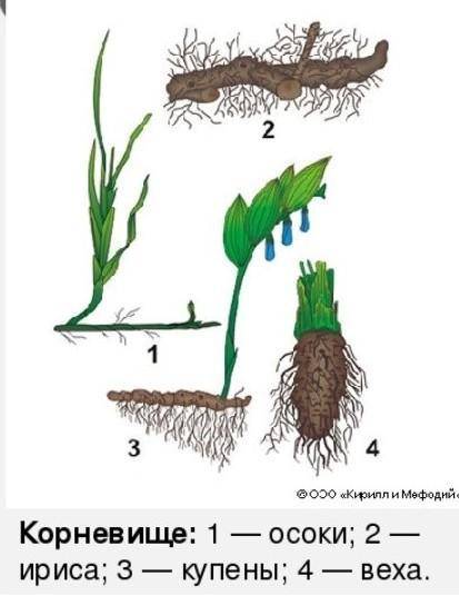 Подпишите все части рисунка 4.20-корневище купены
