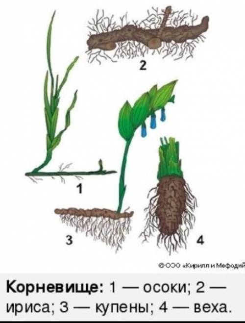 Подпишите все части рисунка 4.20-корневище купены