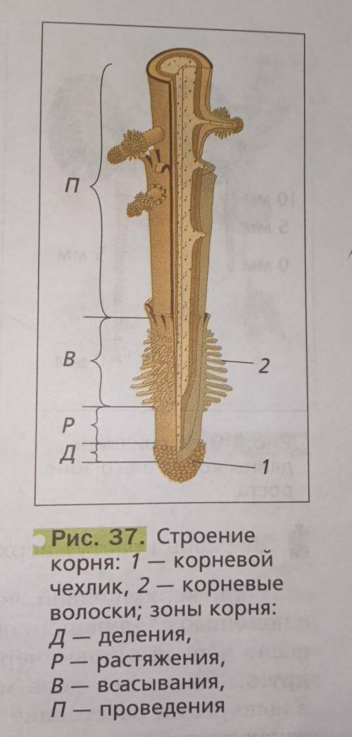 Где находиться зона деления в корне ? где находиться зона растяжения ? где находиться зона проведени