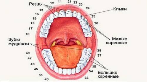 Укажите названия зубов отмеченные цифрами 1-5.