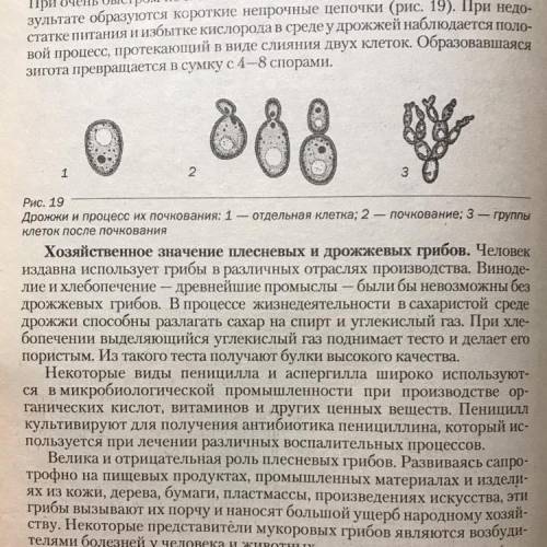 Схема значение грибов для человека положительные и отрицательные черты написать про паразитов дрожжи