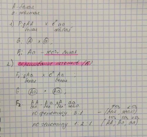 Утыквы белая окраска плодов доминирует над жёлтой. скрещивание белой и жёлтой тыкв дало только белые