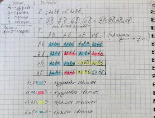 Учеловека ген кудрявых волос доминирует над геном прямых волос, а ген тёмных волос над геном светлых