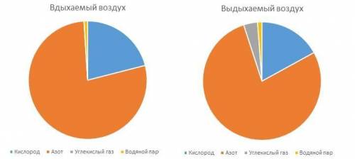 Вдыхаемый человеком воздух содержит около 79 % азота, 21% кислорода, 0,03 % углекислого газа и водян